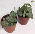 2" String of Hearts Green Love